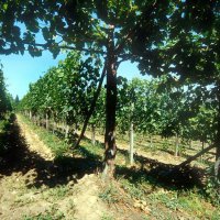 Cascina Piano Estate